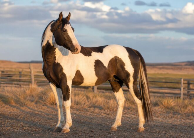 Paint horse : secrets d’une race spectaculaire entre histoire, robe et usages modernes