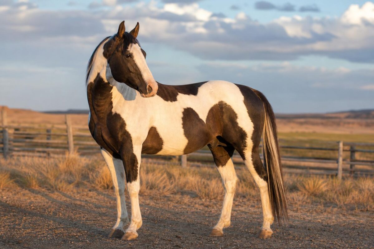 Paint horse : secrets d’une race spectaculaire entre histoire, robe et usages modernes