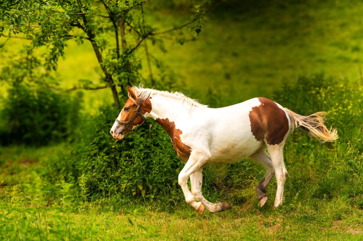 paint horse secrets convient