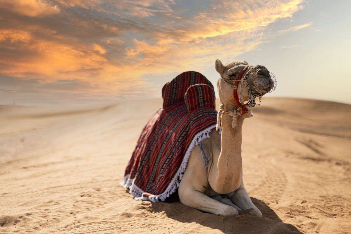 humour arabe unique thèmes récurrents ressorts