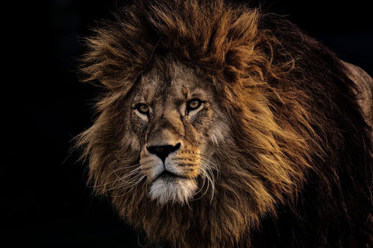 animal totem découvrir révèle