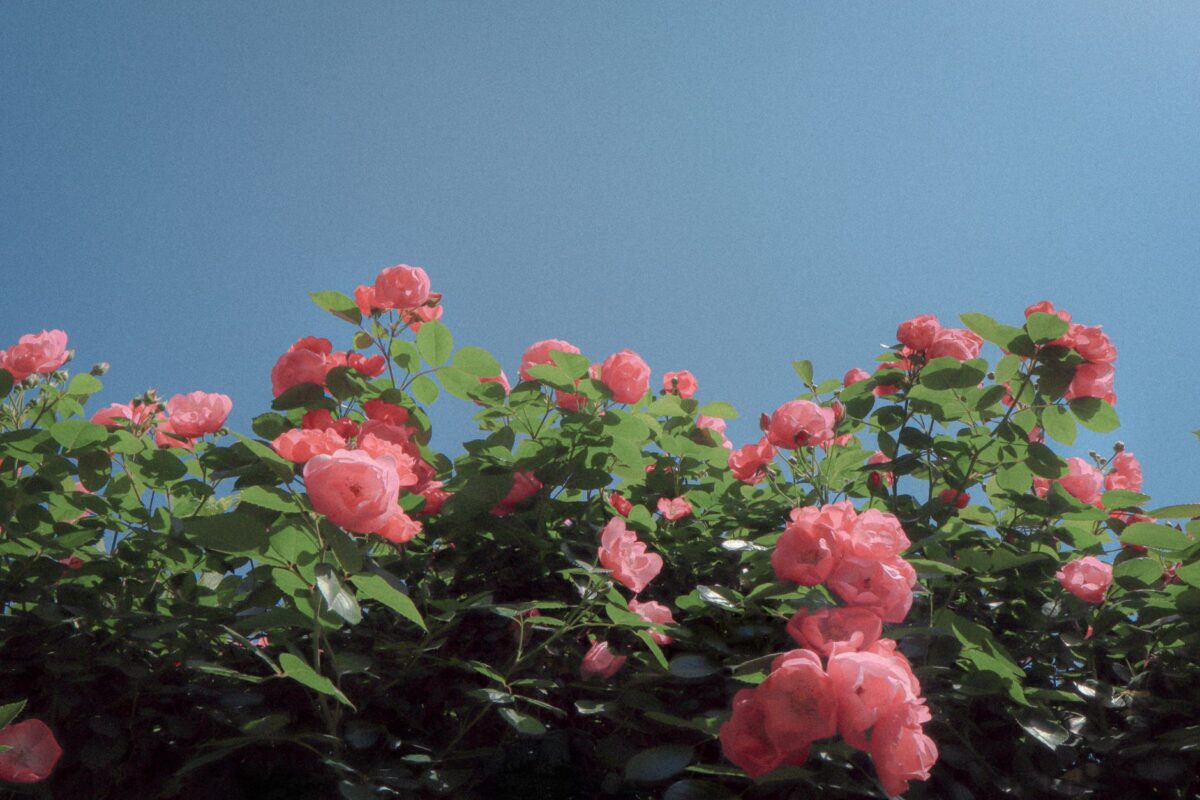 vie rose paroles disent vraiment images