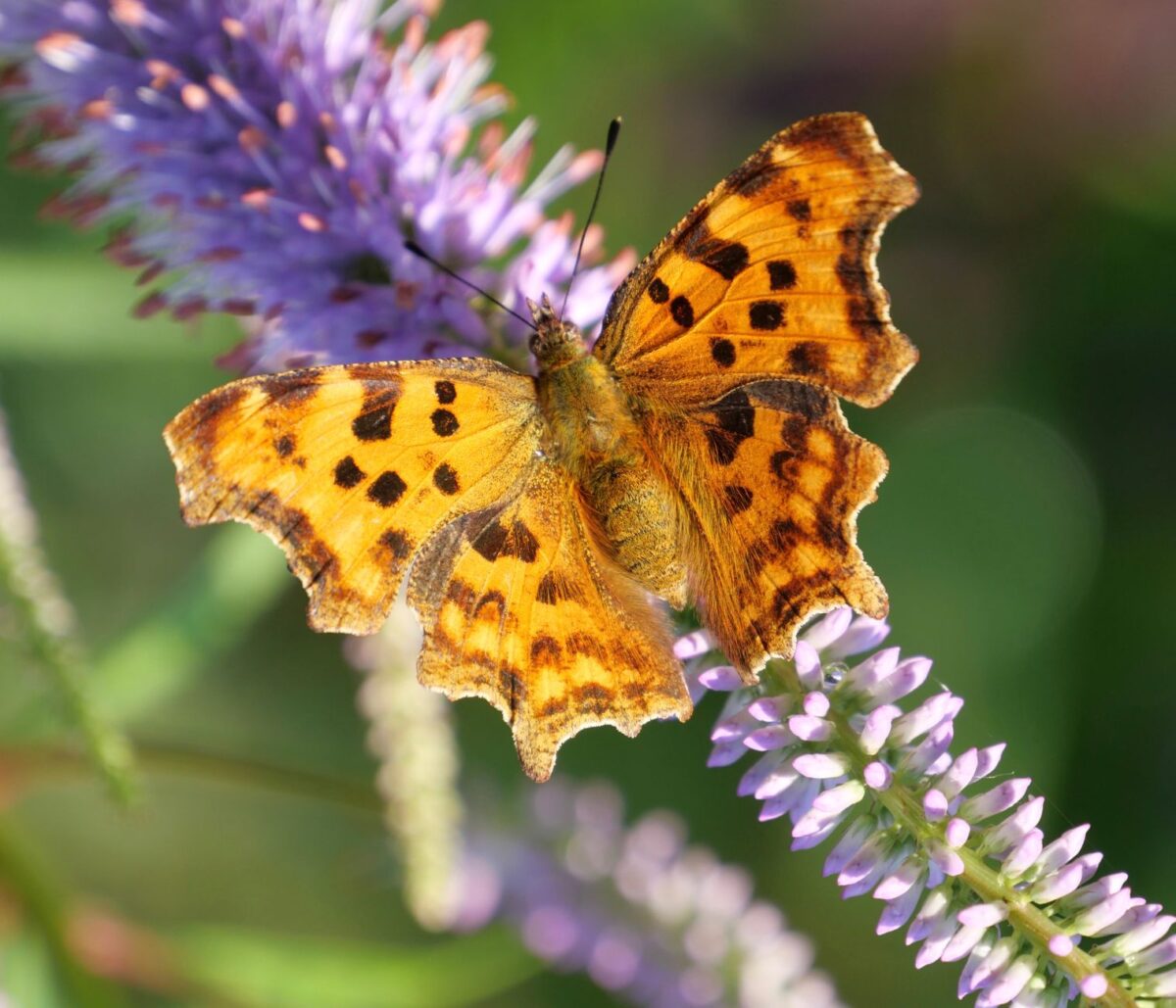 coupe papillon codes va